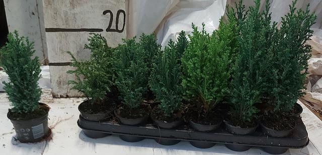 <h4>CONIFEREN GEM</h4>