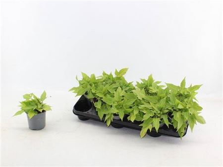 <h4>Ipomoea Yellow</h4>