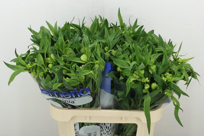 <h4>Alstr Virginia</h4>