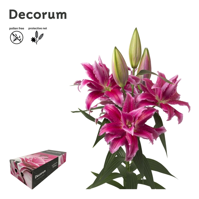 <h4>LI ROSELILY NATASCHA 4+ Medium Decorum Box</h4>