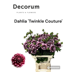 Decorum Dahlia Twinkle Couture 996