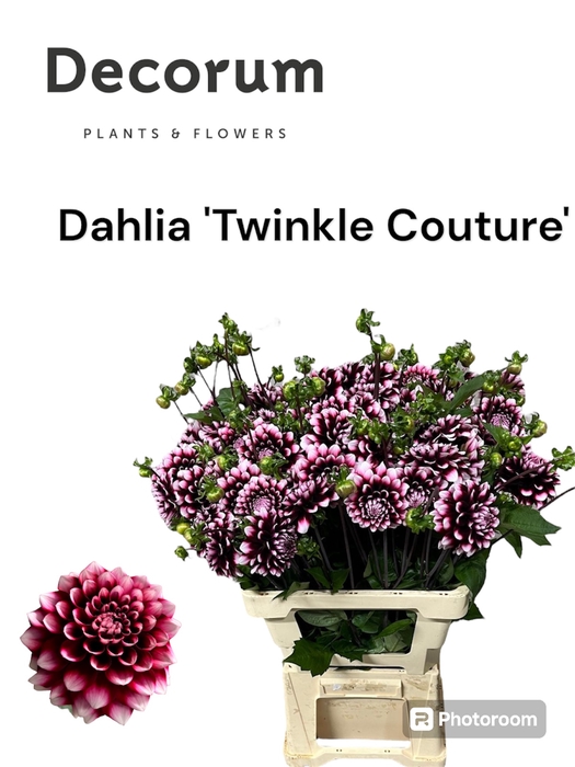 <h4>Dahlia Twinkle Couture 996</h4>
