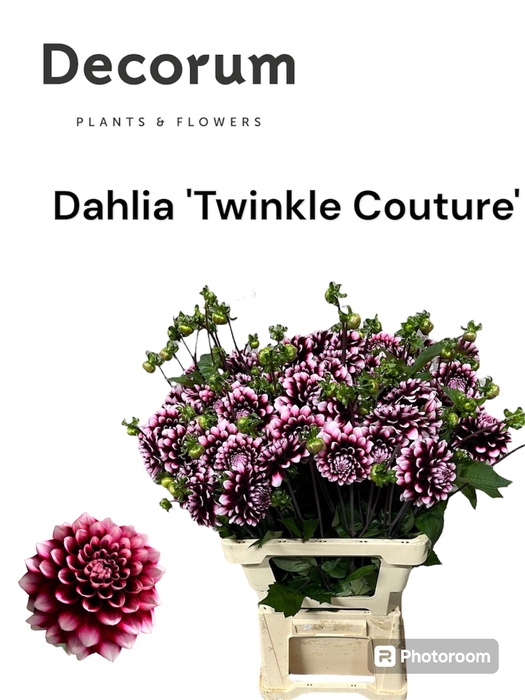 <h4>Decorum Dahlia Twinkle Couture 996</h4>