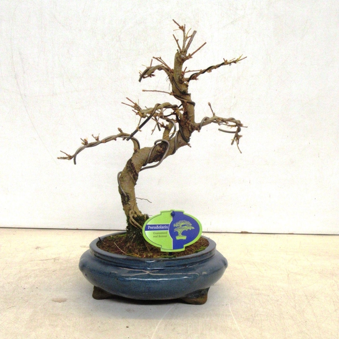 <h4>pseudolarix amabilis 23 cm shape without drip tray</h4>