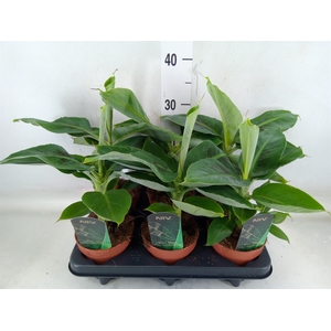 Musa  'Tropicana'