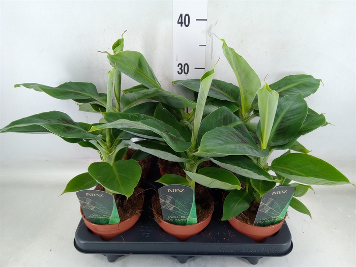 <h4>Musa  'Tropicana'</h4>