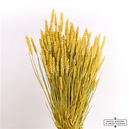 Dried Triticum Yellow Bunch