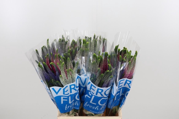 <h4>Veron Smart Col Gem</h4>