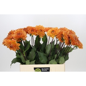 Dahlia Dr Phil