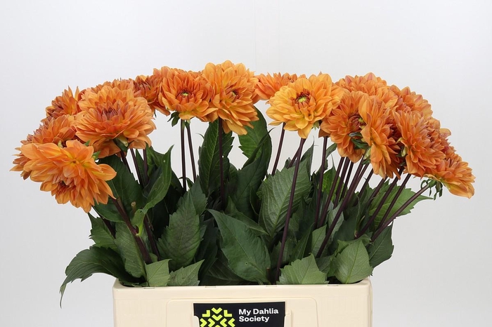 <h4>Dahlia Dr Phil</h4>