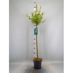 Salix integra 'Hakuro Nishiki'