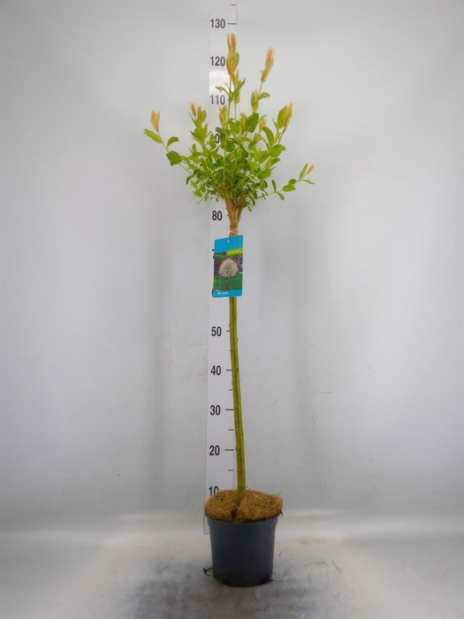 <h4>Salix integra 'Hakuro Nishiki'</h4>