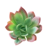 Echeveria Luella Cutflower Wincx-8cm