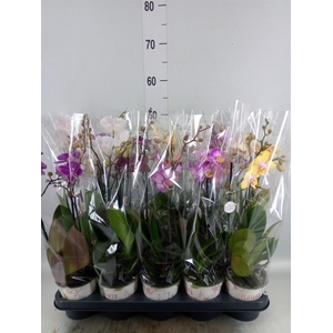 Phalaenopsis   ...mix