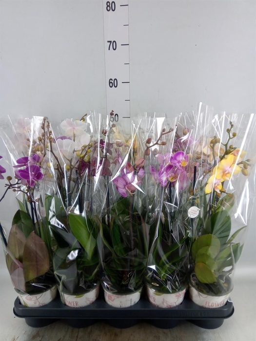<h4>Phalaenopsis   ...mix</h4>