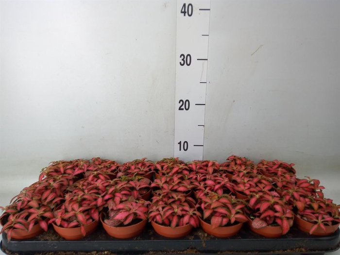 <h4>Fittonia verschaf. 'Forest Flame'</h4>