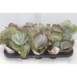 KALANCHOE THYRSIFLORA P11