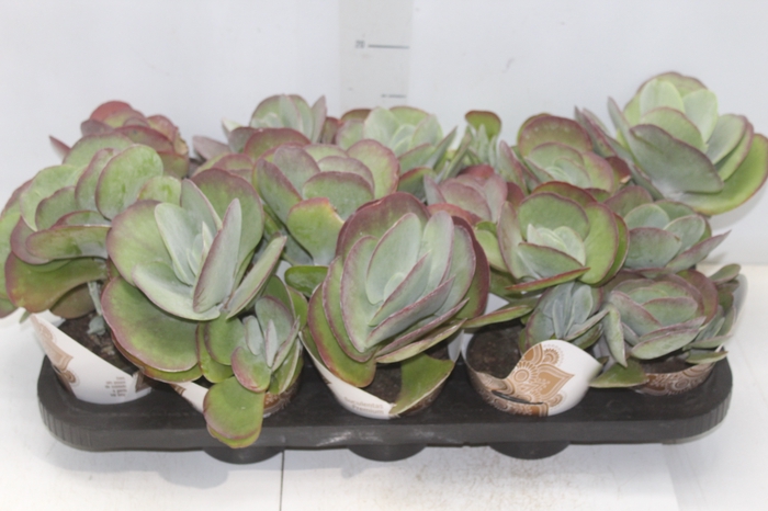 <h4>KALANCHOE THYRSIFLORA P11</h4>