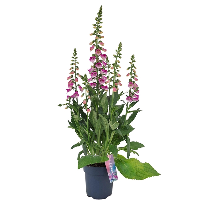 <h4>Digitalis purpurea Hanabee Pink</h4>