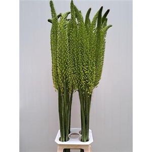 Eremurus Bolero