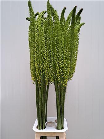 <h4>Eremurus Bolero</h4>