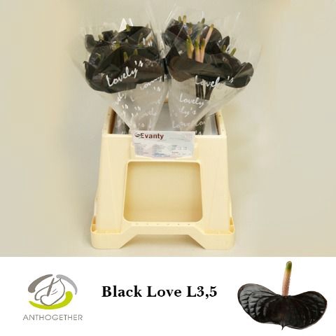<h4>ANTH BLACK LOVE 40 L3,5.</h4>