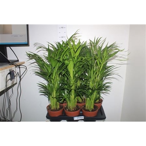 Dypsis Lutescens 20pp ++++++