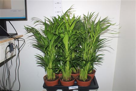 <h4>Dypsis Lutescens 20pp</h4>