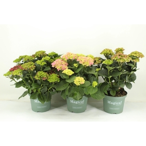 Hydrangea Magical mix