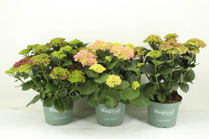 <h4>Hydrangea Magical mix</h4>
