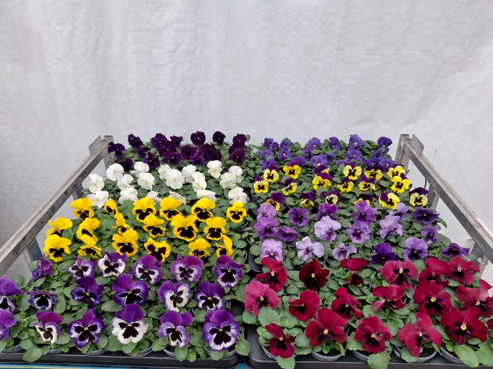 <h4>VIO WI DELTA GEM</h4>