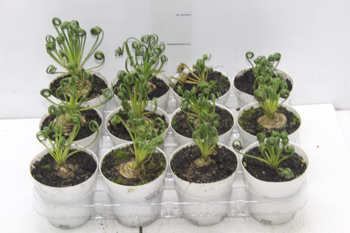 <h4>ALBUCA SPIRALIS P09 SEM FLOR</h4>
