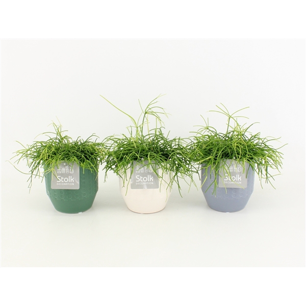 <h4>Rhipsalis Cassutha in Exspression Keramiek</h4>