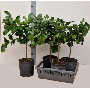CITR MICROCARPA