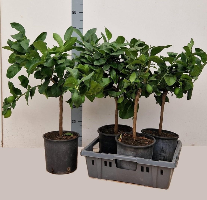 <h4>Citr Microcarpa</h4>