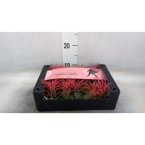 Tillandsia ionantha