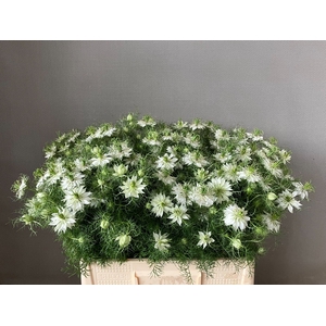 NIGE D POWER WHITE 2