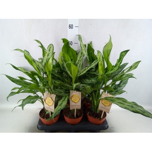 Aglaonema   ...