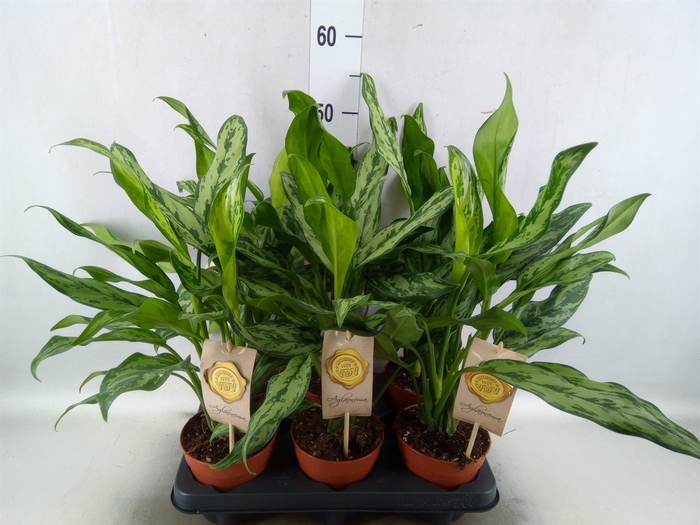 <h4>Aglaonema   ...</h4>