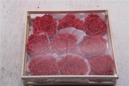 Wax Pioen Rood