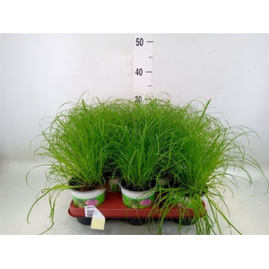 Cyperus alternifolius 'Zumula'