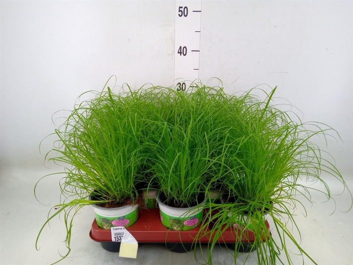 <h4>Cyperus alternifolius 'Zumula'</h4>