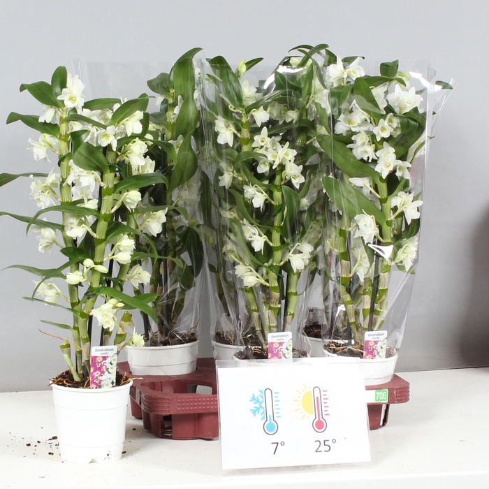 <h4>DENDR N SC APOLLON</h4>