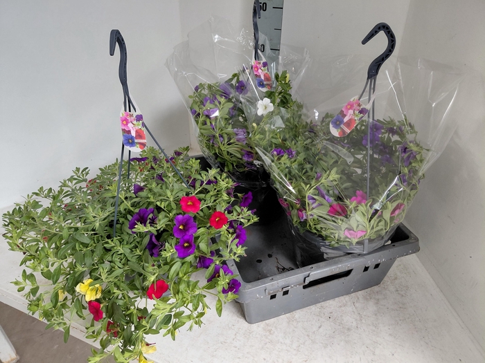 <h4>CALIB MINIF GEM POT</h4>