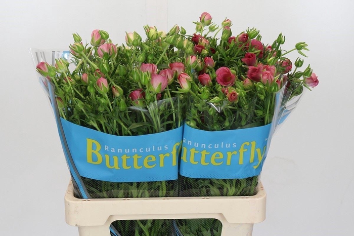 Ranunculus 'Butterfly Lycia'