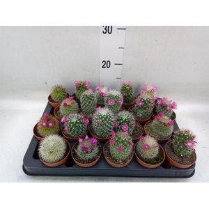 Cactus   ...flowering