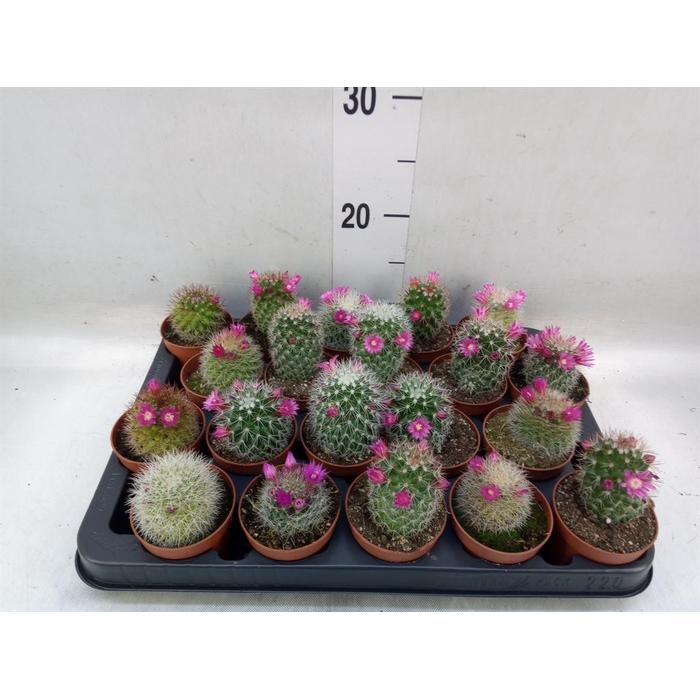 <h4>Cactus   ...flowering</h4>
