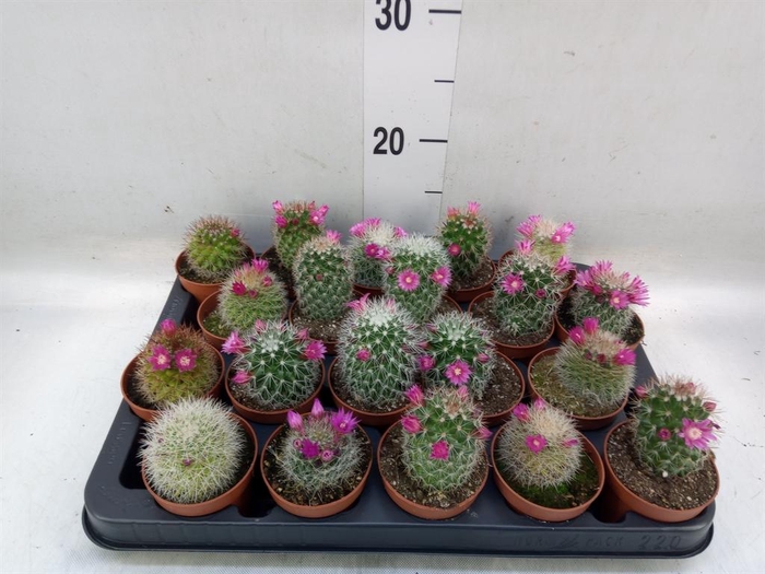 <h4>Cactus   ...flowering</h4>