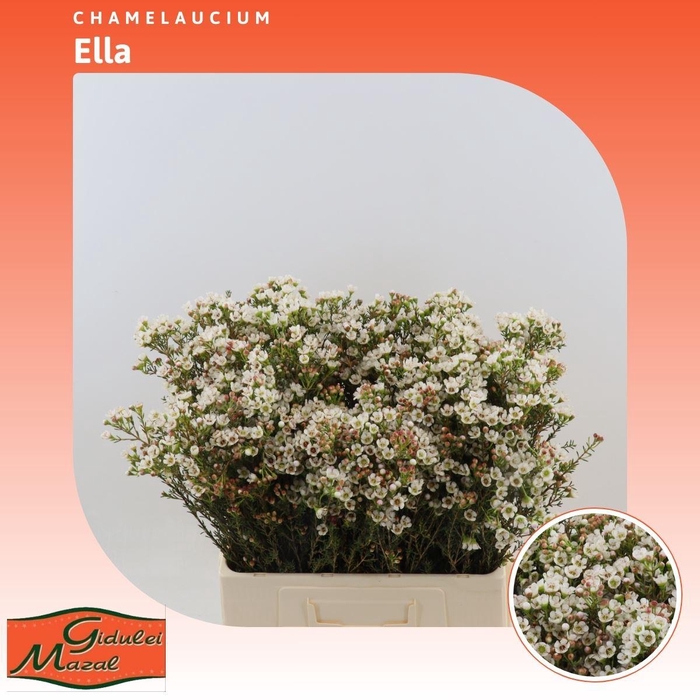 <h4>Chamelaucium Ella</h4>