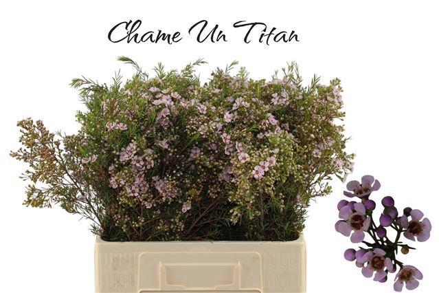 <h4>CHAME UN TITAN</h4>